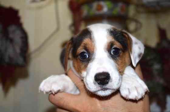 Цуценята Джек Рассел терʼєр! Готові до переїзду! Червоноград