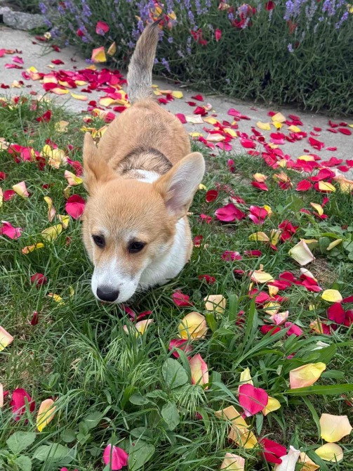 Цуценя Київ - зображення 4