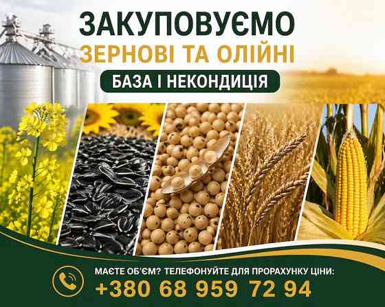 Закупівля зернових та олійних культур (база та некондиція) Кропивницкий