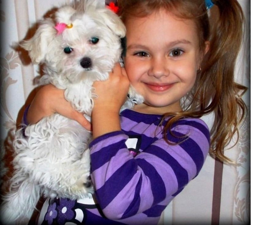 Цуценята Мальтійської болонки Фастів - зображення 2