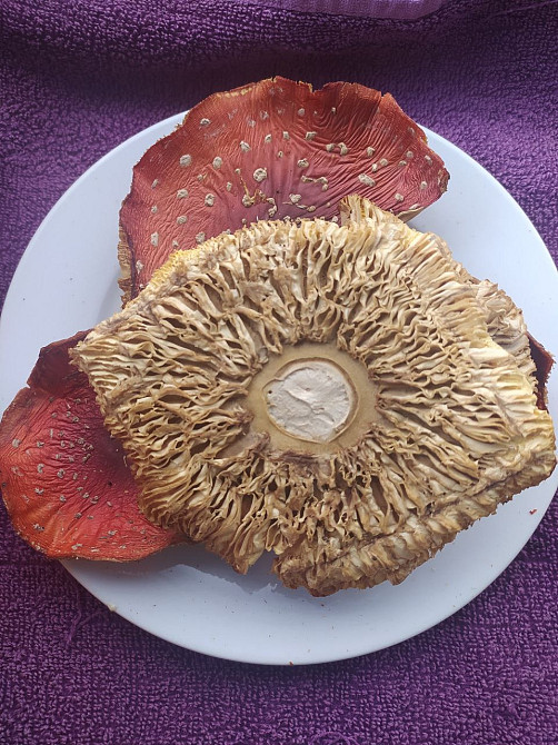 Шляпки червоного мухомора 3 сорт Овруч - изображение 1