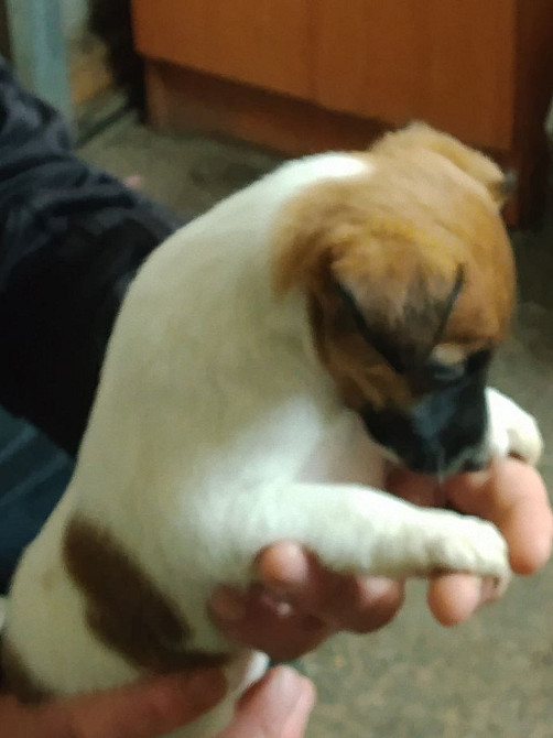 Цуценята гладкошерстого фокстер’єра Белая Церковь - изображение 5