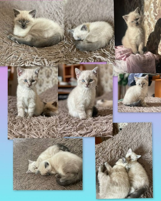 Кошенята скотіш страйт блю поінт Хмельницкий - изображение 1