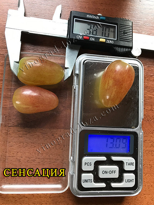 Саджанці Винограду (РОЗПРОДАЖ) Харків - зображення 8