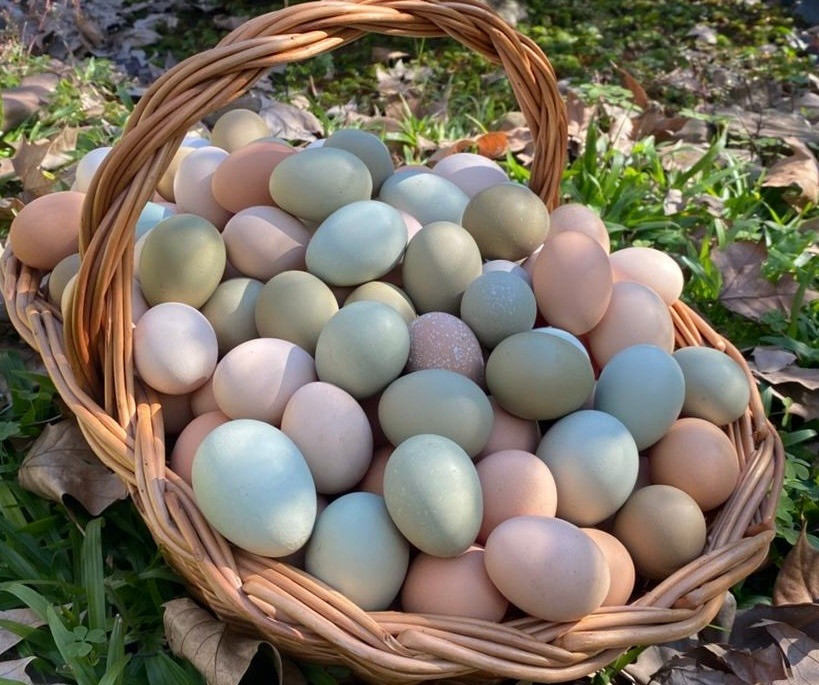 Продаю курчат м’ясо-яєчних порід та несучок Баришівка - зображення 7