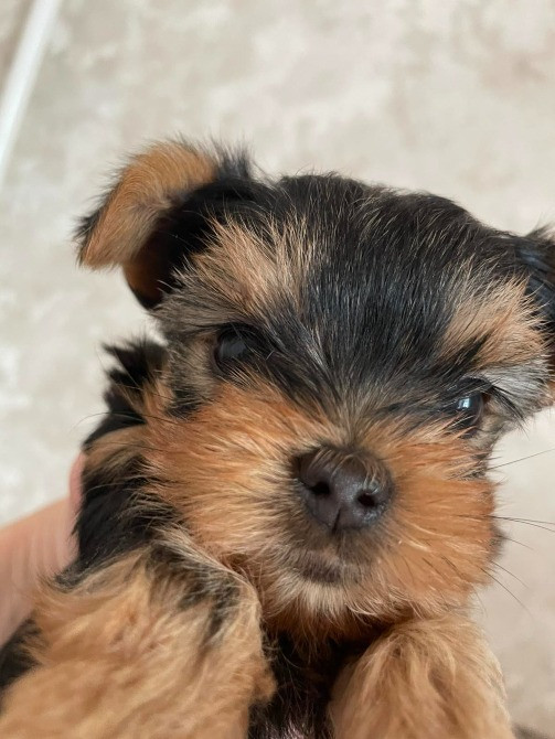 Міні йорки Коростишів - зображення 2