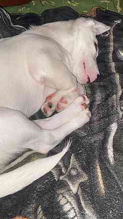 Щенок Джек Рассел Терьер Киев