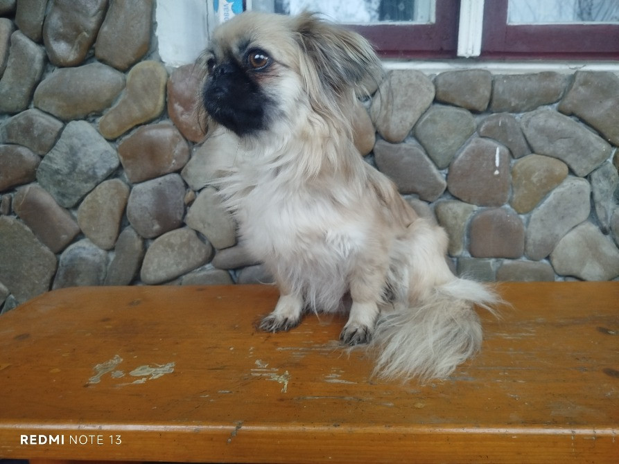 Цуценята пекінеса Снятин - зображення 8