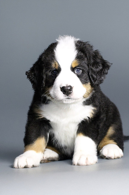 Шикарные щенки бернского зенненхунда Одеса - зображення 3