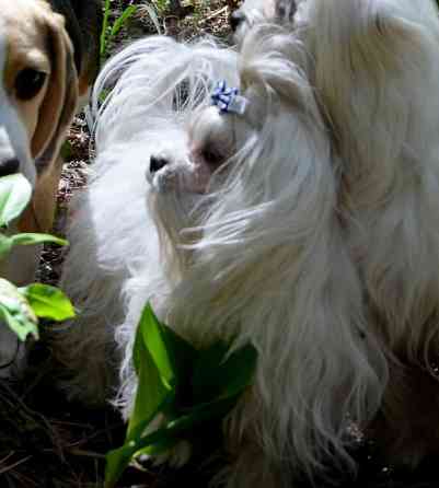 В зв’язку з від’їздом за кордон терміново продається мальтезе клуб КСУ FCI Київ