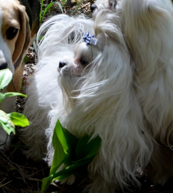 В зв’язку з від’їздом за кордон терміново продається мальтезе клуб КСУ FCI Киев - изображение 6