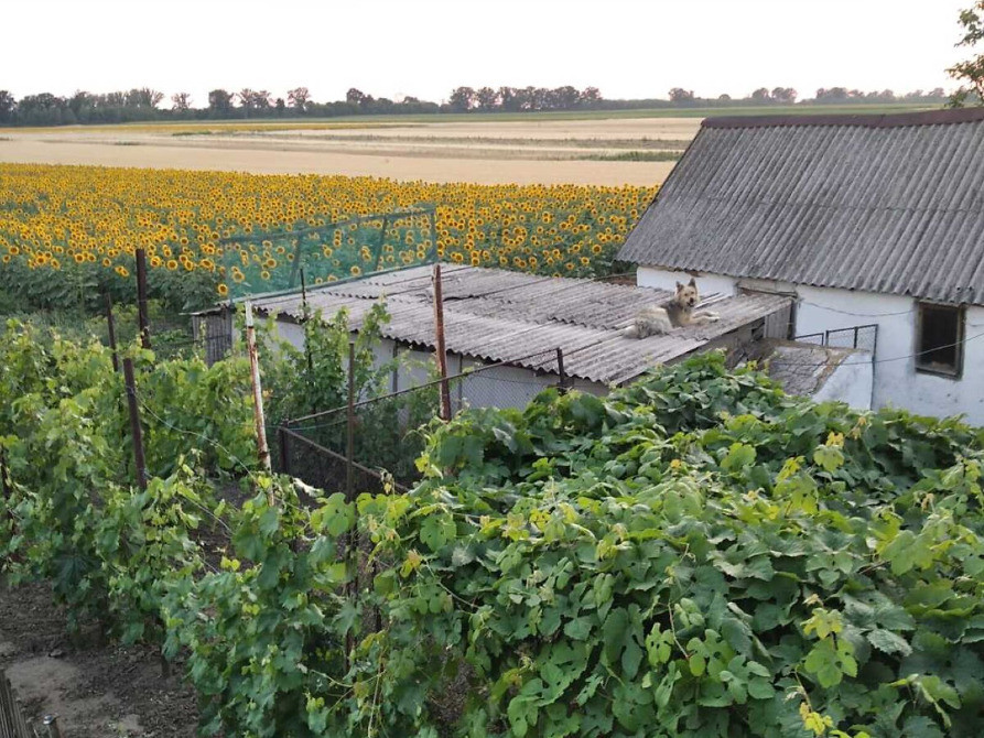 Продається будинок з 1 гектаром землі в с. Тавежня Харківської області Харків - зображення 1