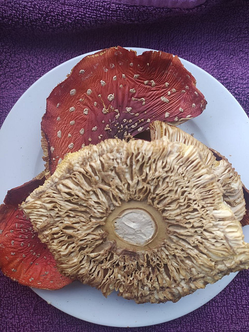 Шляпки червоного мухомора 3 сорт Овруч - изображение 2