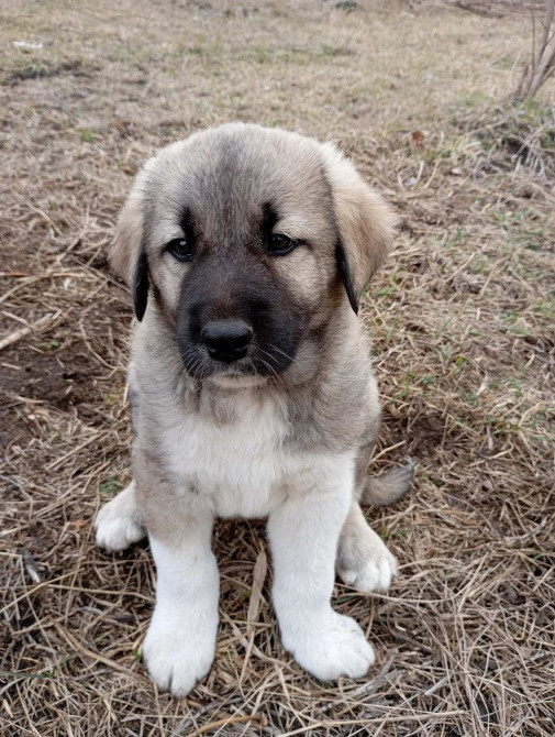 Кангал Обухов - изображение 1