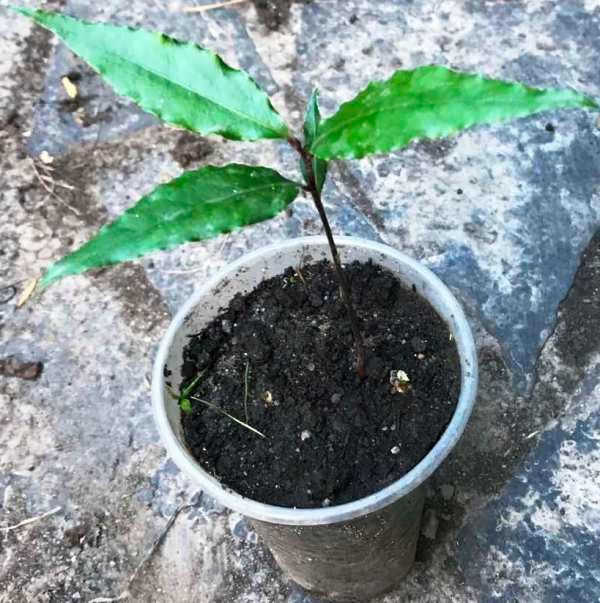 Лавр. 0.5л. Винница - изображение 1