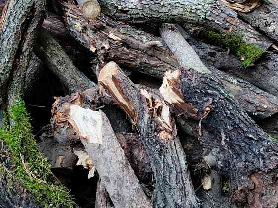 БЕСПЛАТНО МНОГО Отдам Деревья Дрова Ветки Бревна Пеньки Отопление Пиломатериалы Київ