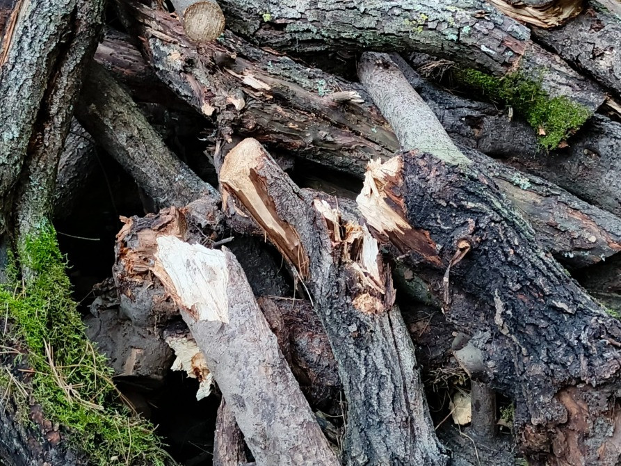 БЕСПЛАТНО МНОГО Отдам Деревья Дрова Ветки Бревна Пеньки Отопление Пиломатериалы Київ - зображення 2