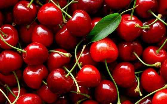 Продам саджанці вищень Сквира