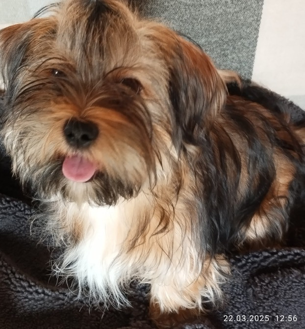 Продам цуценя Полтава - зображення 5