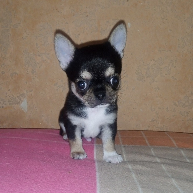 Цуценята Чіхуахуа Київ - зображення 4