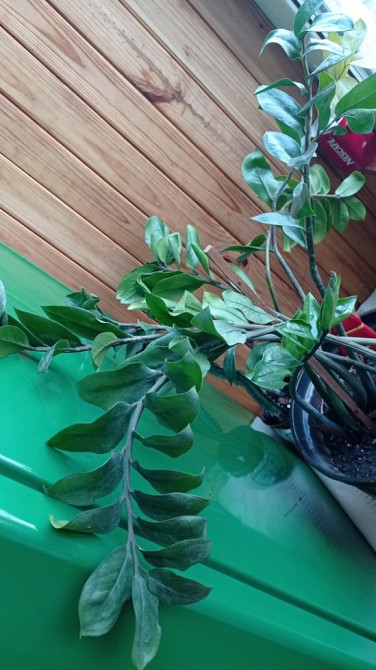 Замиокулькас долларовое дерево с горшком Київ - зображення 6