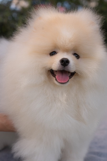 Померанський шпіц хлопчик 4 місяці Київ - зображення 7