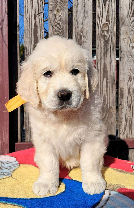 Цуценята золотистого ретривера Ot Bahur Ивано-Франковск - изображение 3