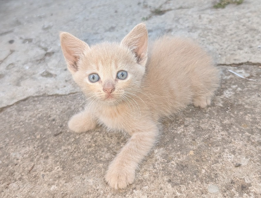 Дуже милі і гарні кошенята шукають господарів Синельниково - изображение 5