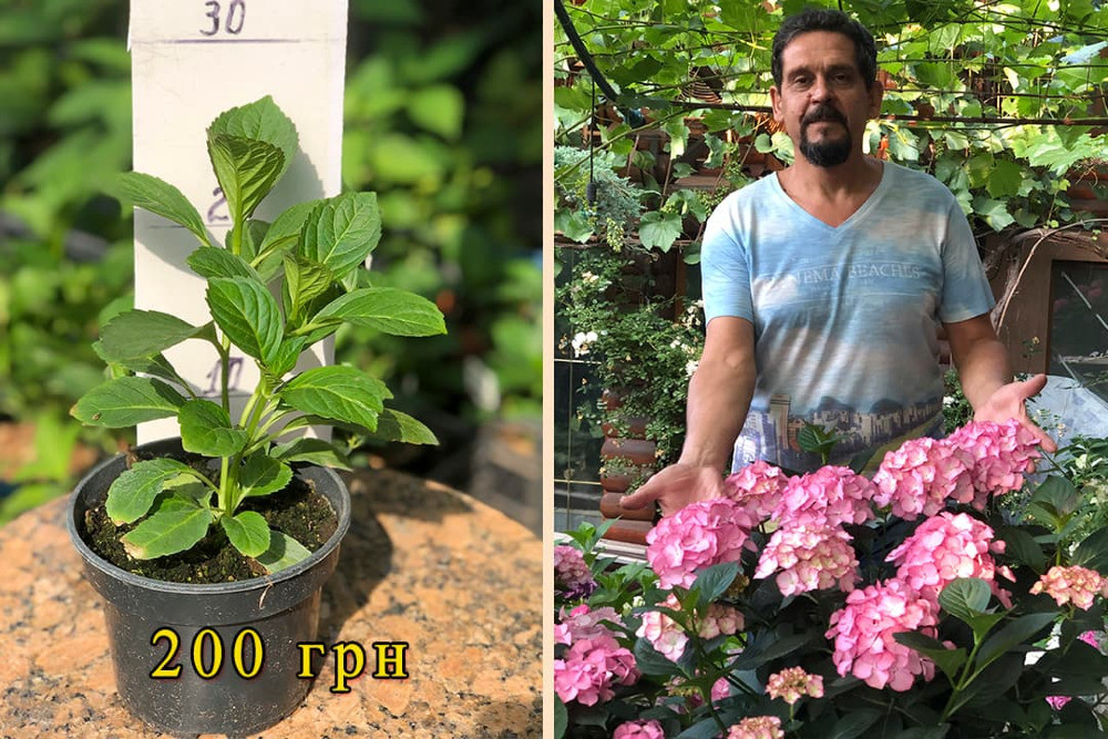 Великолиста гортензія. РОЗПРОДАЖ! Харків - зображення 5