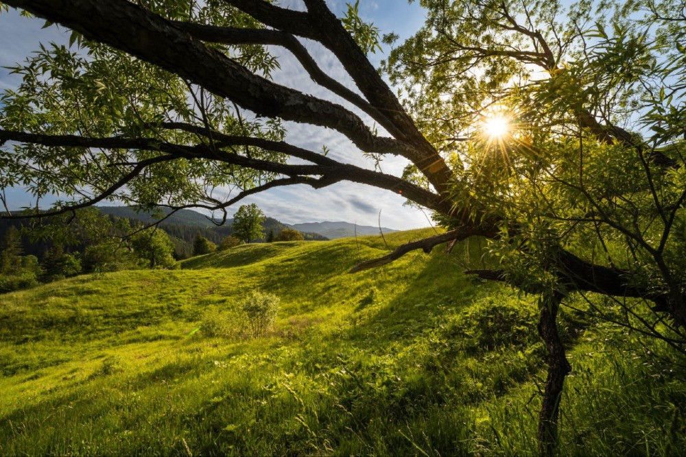 Земельна ділянка в Микуличині 1.40 га Яремче - зображення 4