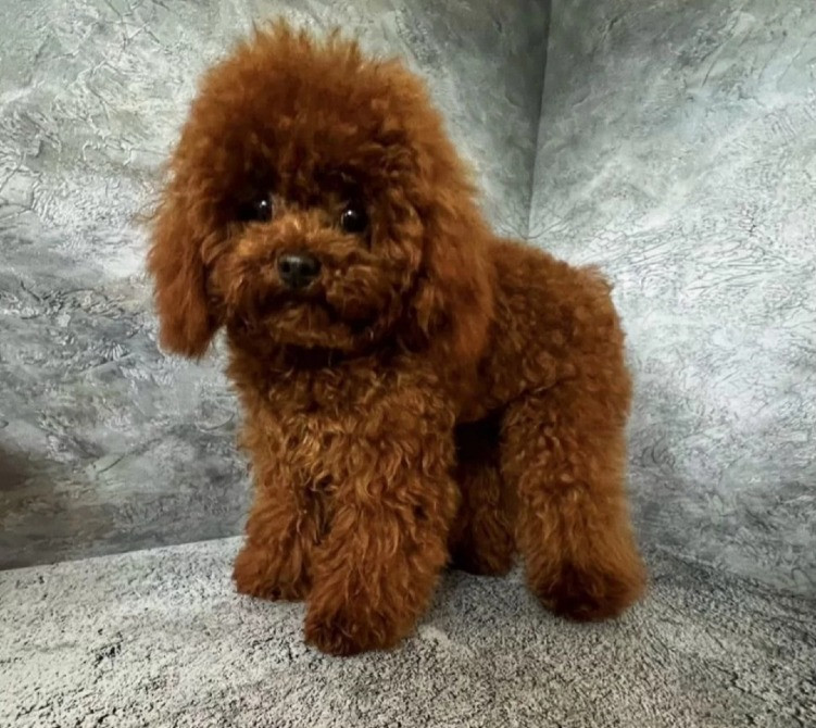 Пудель мини щенок Киев - изображение 5