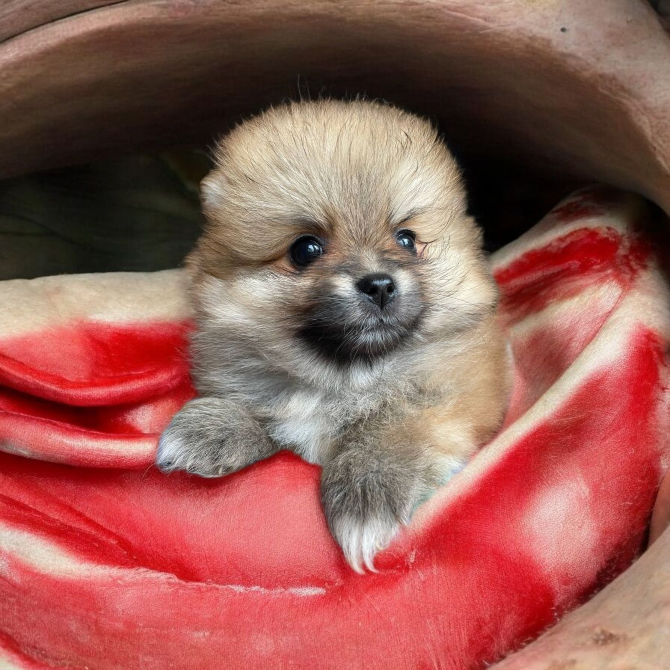 Померанский шпиц Харків - зображення 7