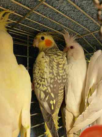 Пташенята папуг корел Киев