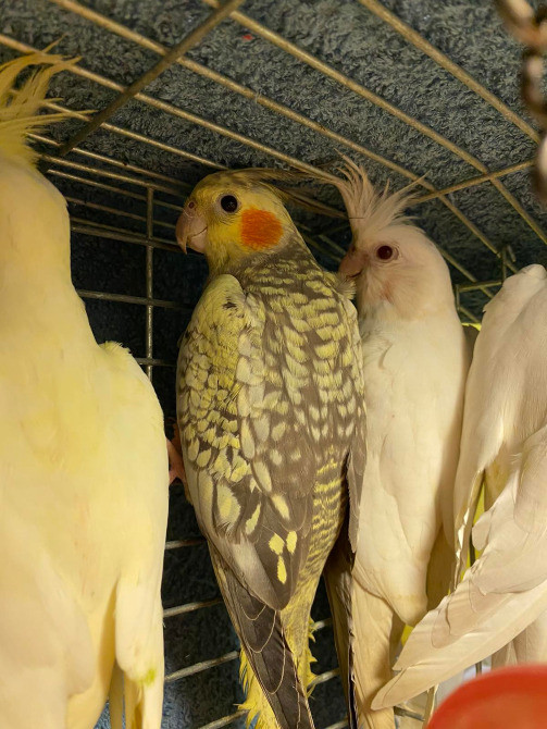 Пташенята папуг корел Киев - изображение 4