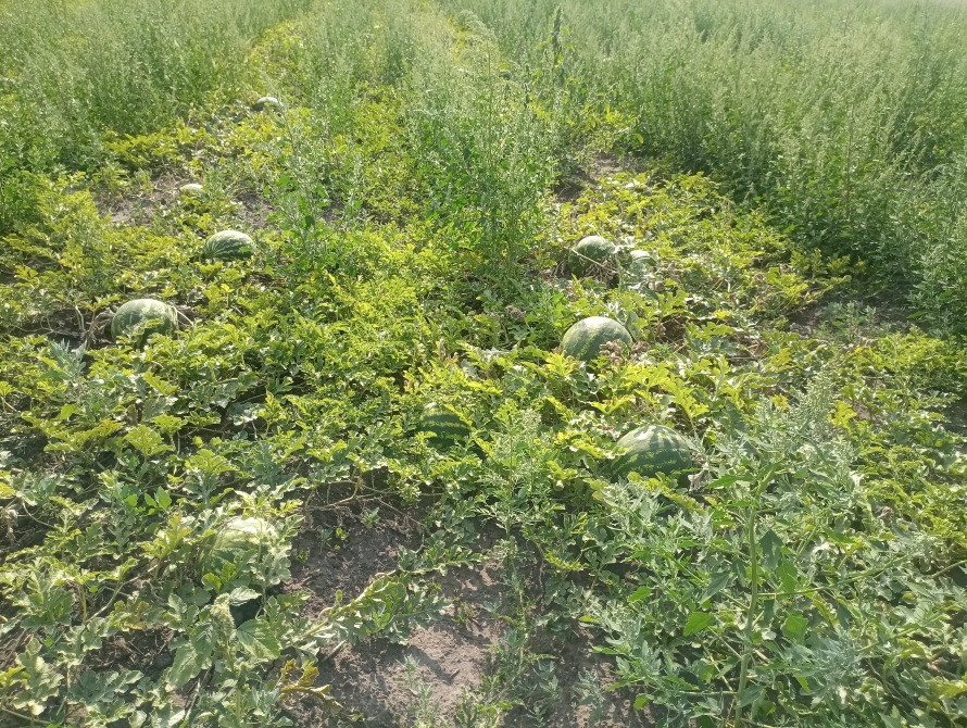 Продам кавун Полтава - зображення 1