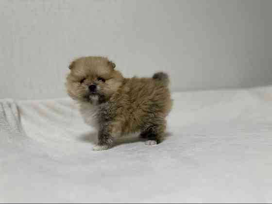 Міні шпіци Київ