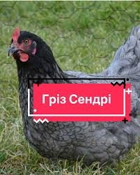 Продаю курчат м’ясо-яєчних порід та несучок Баришівка - зображення 6