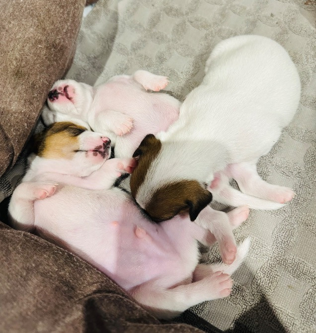 Продаю собак ДЖЕК РАССЕЛІВ Каменка-Бугская - изображение 6