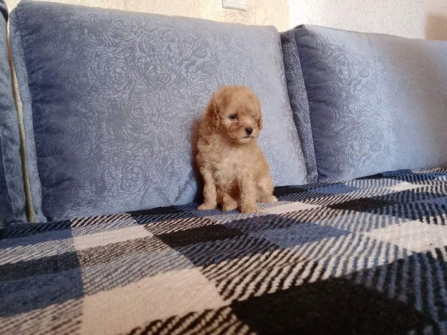 Щенок той-пудель, абрикос Киев - изображение 1