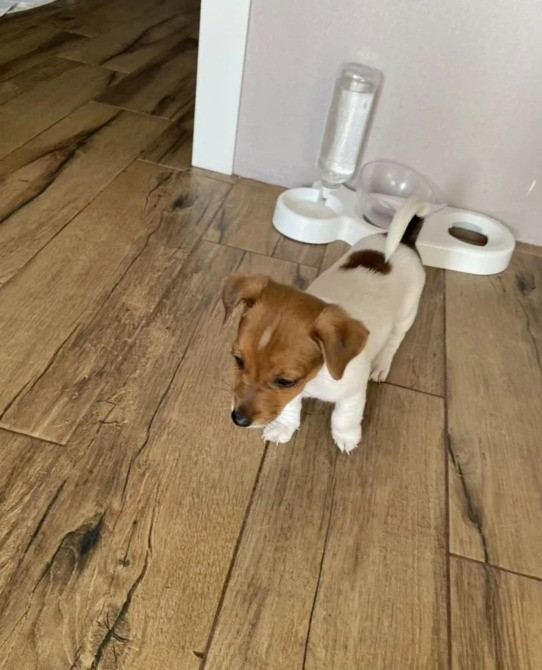 Джек Рассел тер'єр щеня Вінниця - зображення 4