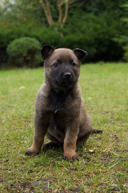 Цуценята бельгійської вівчарки (малінуа) Київ - зображення 1