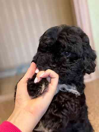 Продається рідкісний ЧОРНИЙ чистокровний МАЛЬТИПУ Київ