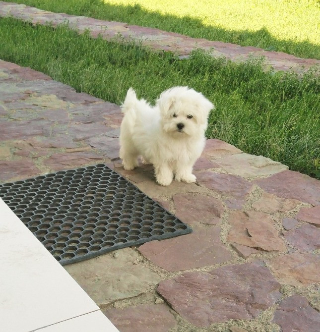 продам мальтійських болонок Ивано-Франковск - изображение 1