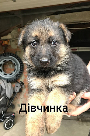 Продам цуценят німецької вівчарки Ивано-Франковск - изображение 2