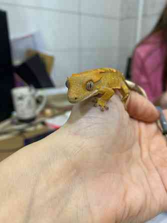Війчастий гекон бананоїд Киев