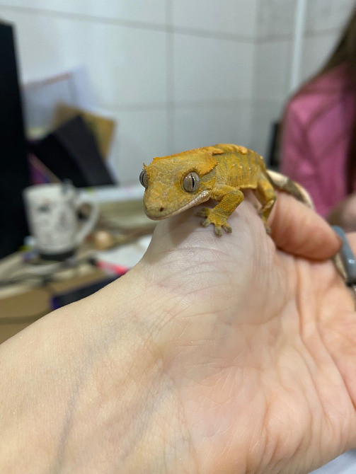 Війчастий гекон бананоїд Киев - изображение 2