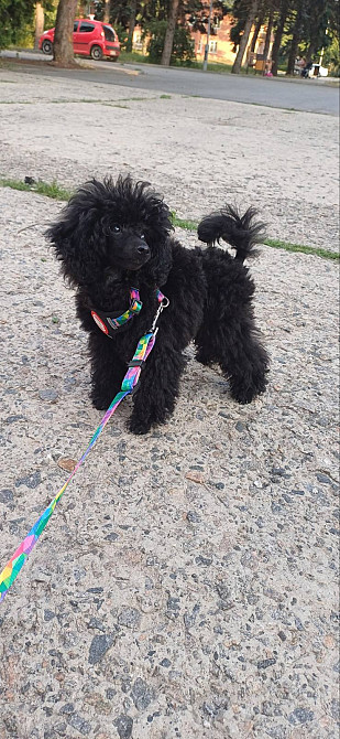 Пудель той підліток Дніпро - зображення 2