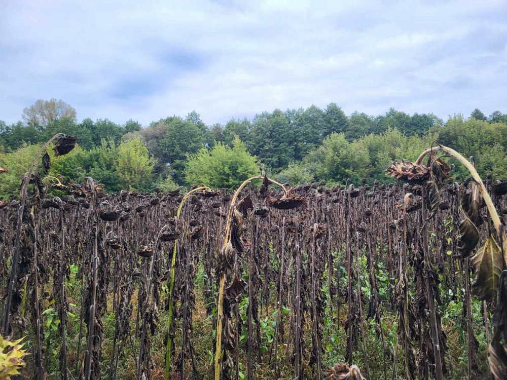 продажа земля сельскохозяйственного назначения Бориспольский, Головуров, 69036 грн.  - зображення 2