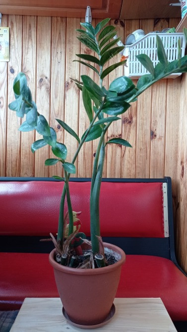 Замиокулькас долларовое дерево с горшком Київ - зображення 1