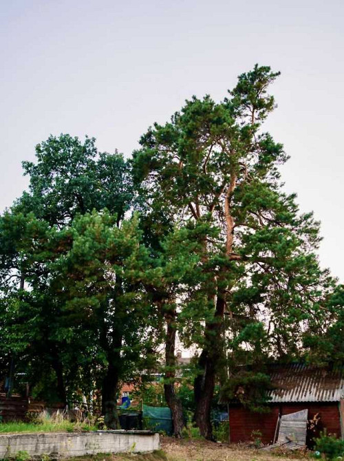 продажа участок под жилую застройку Обуховский, Плюты, 137000 $  - изображение 7